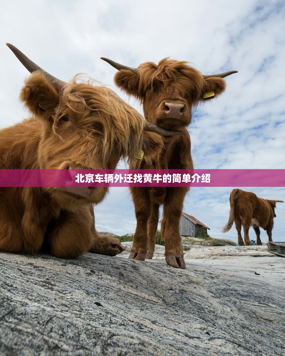 北京车辆外迁找黄牛的简单介绍 北京车辆外迁找黄牛的简单介绍