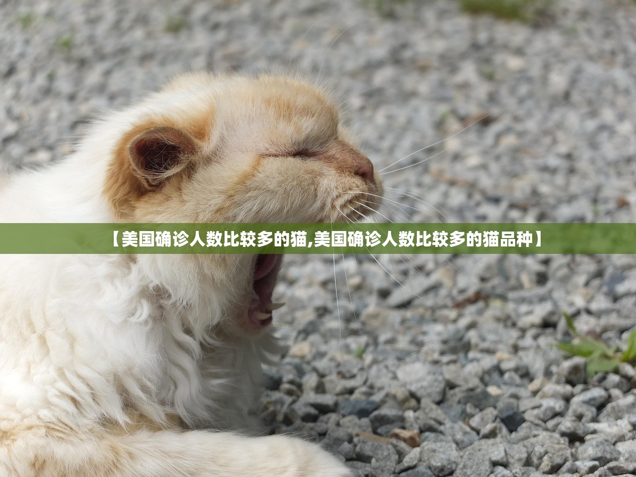 【美国确诊人数比较多的猫,美国确诊人数比较多的猫品种】 【美国确诊人数比较多的猫,美国确诊人数比较多的猫品种】