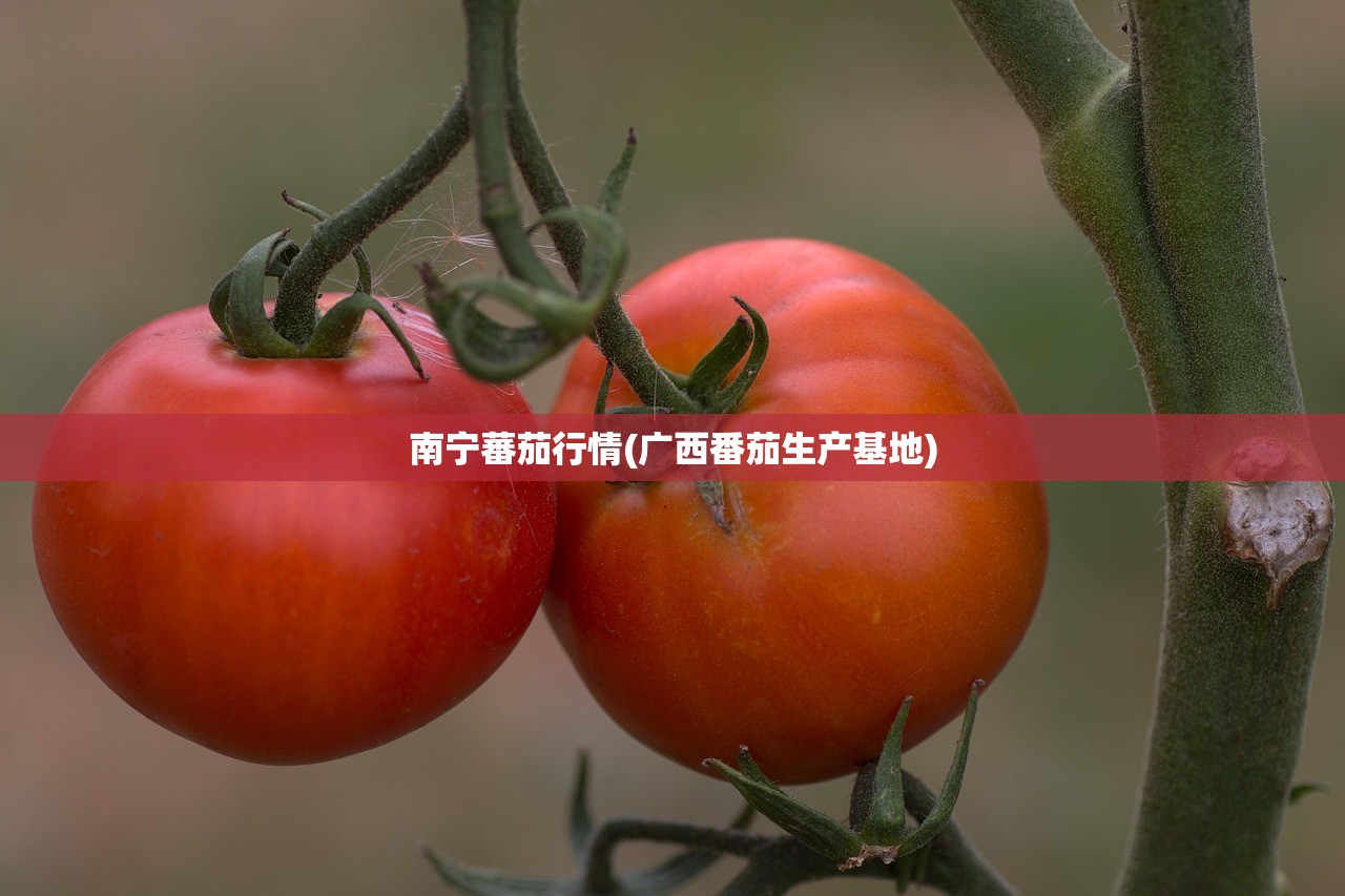 南宁蕃茄行情(广西番茄生产基地)