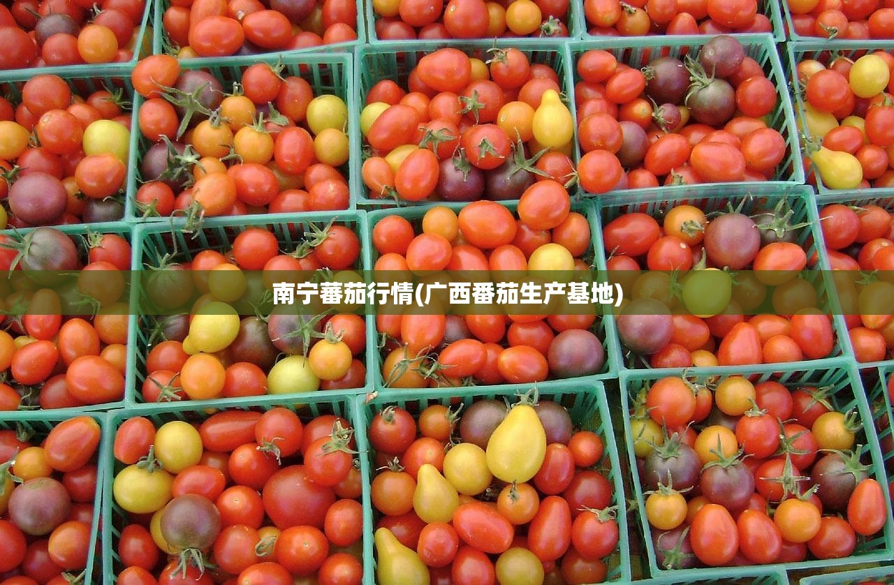 南宁蕃茄行情(广西番茄生产基地)