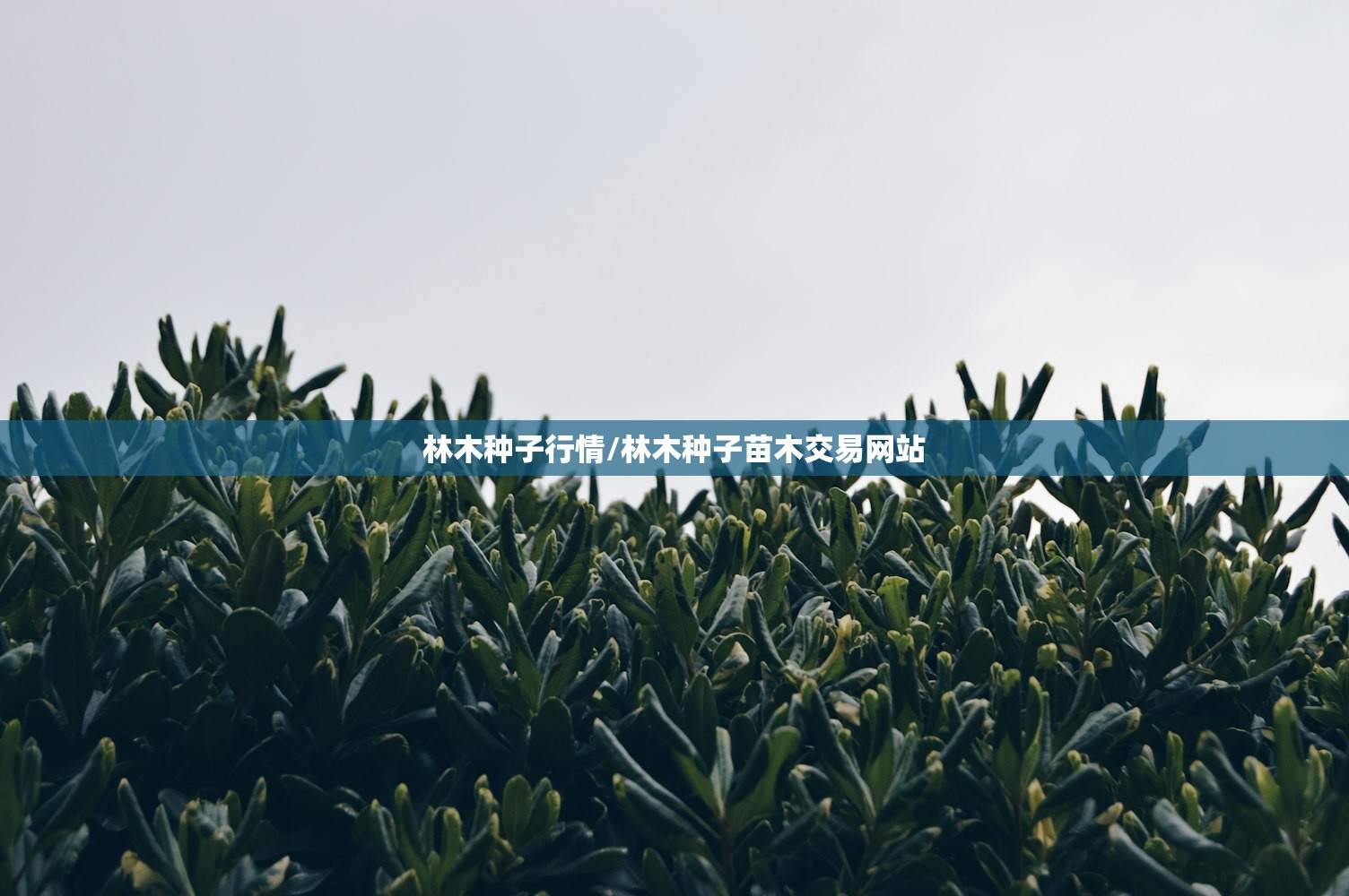 林木种子行情/林木种子苗木交易网站 林木种子行情/林木种子苗木交易网站