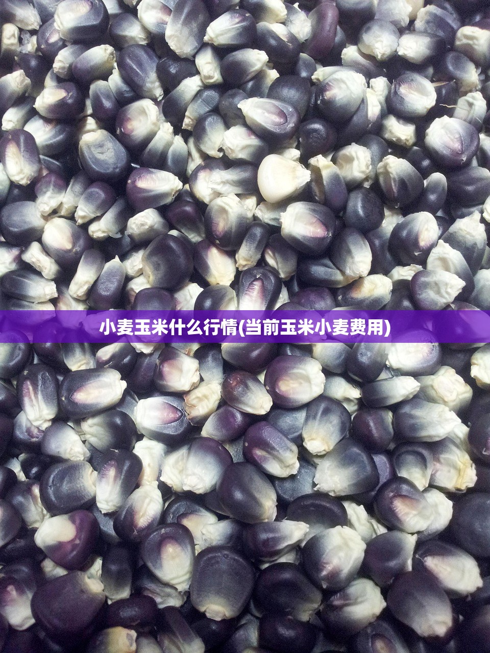小麦玉米什么行情(当前玉米小麦费用) 小麦玉米什么行情(当前玉米小麦费用)