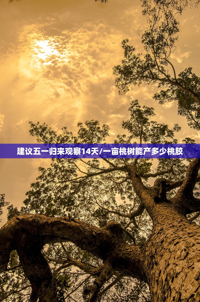 建议五一归来观察14天/一亩桃树能产多少桃胶
