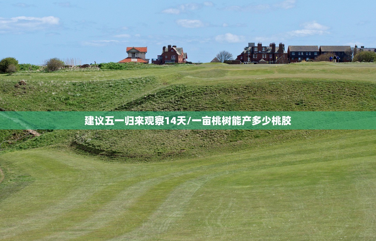 建议五一归来观察14天/一亩桃树能产多少桃胶