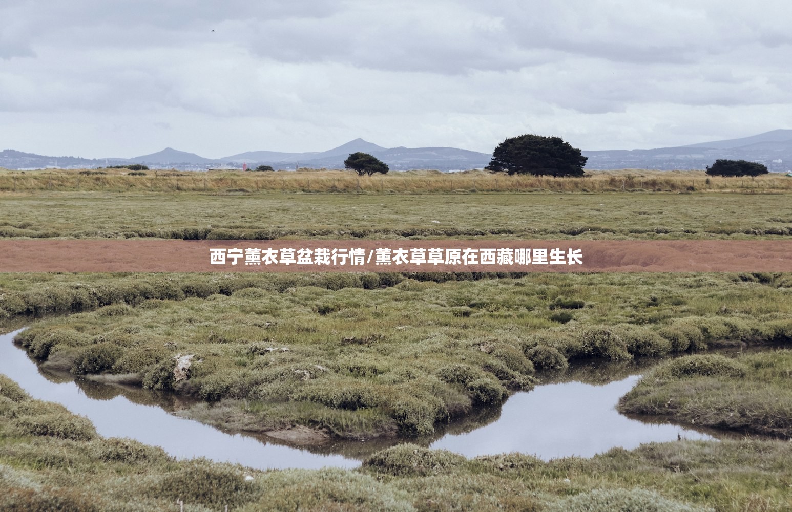 西宁薰衣草盆栽行情/薰衣草草原在西藏哪里生长