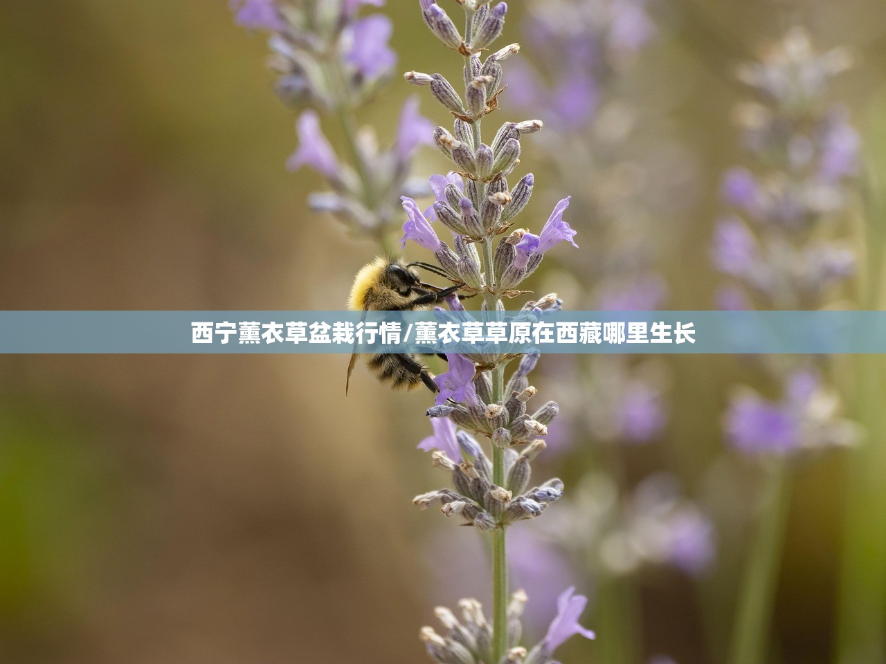 西宁薰衣草盆栽行情/薰衣草草原在西藏哪里生长