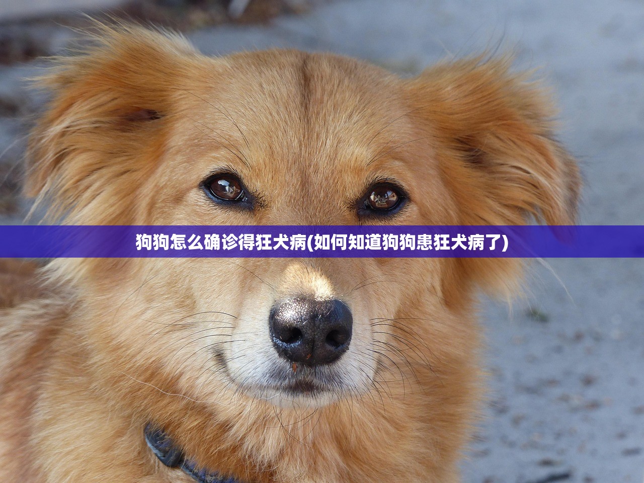 狗狗怎么确诊得狂犬病(如何知道狗狗患狂犬病了)