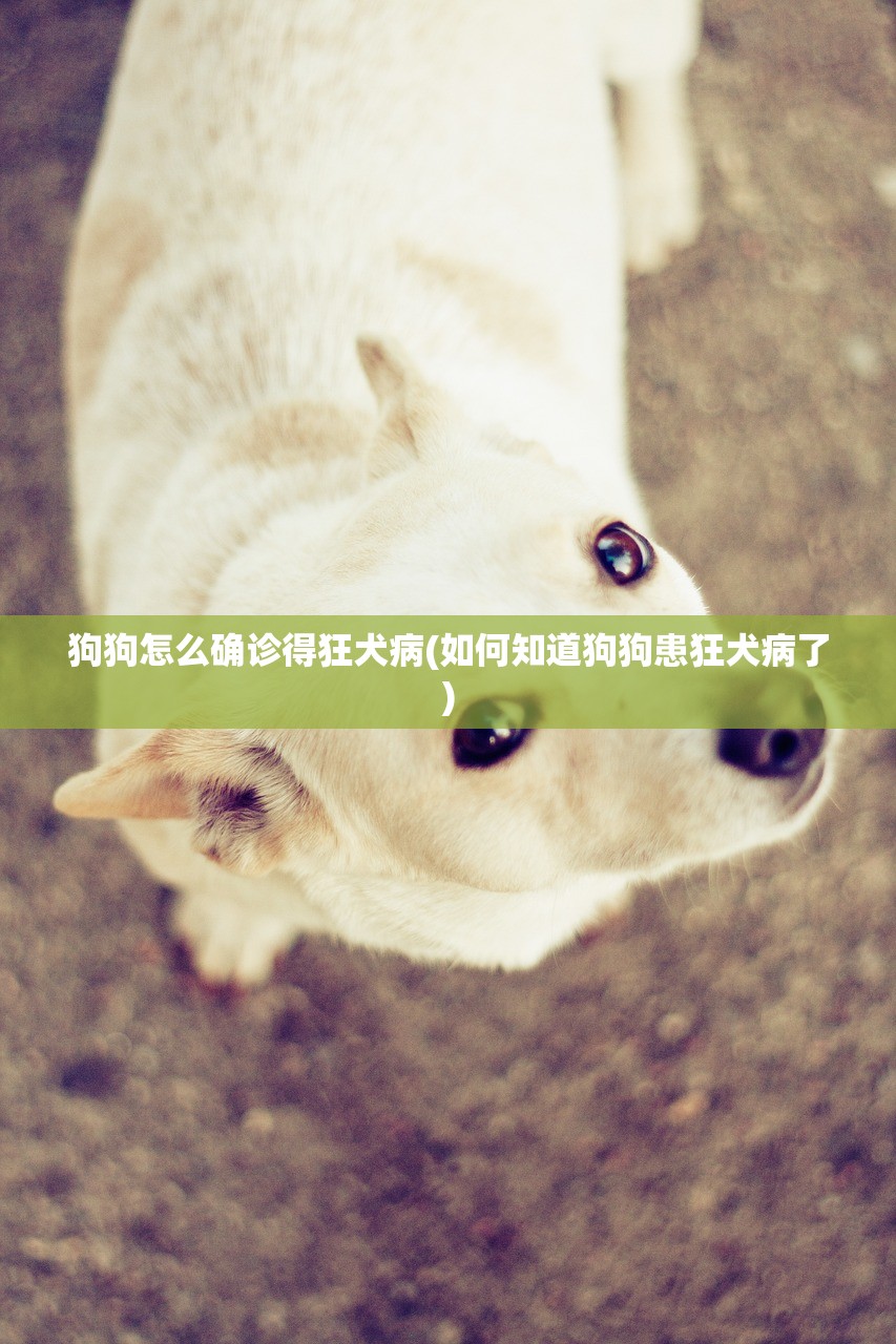 狗狗怎么确诊得狂犬病(如何知道狗狗患狂犬病了)