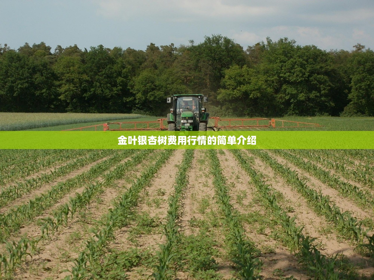 金叶银杏树费用行情的简单介绍