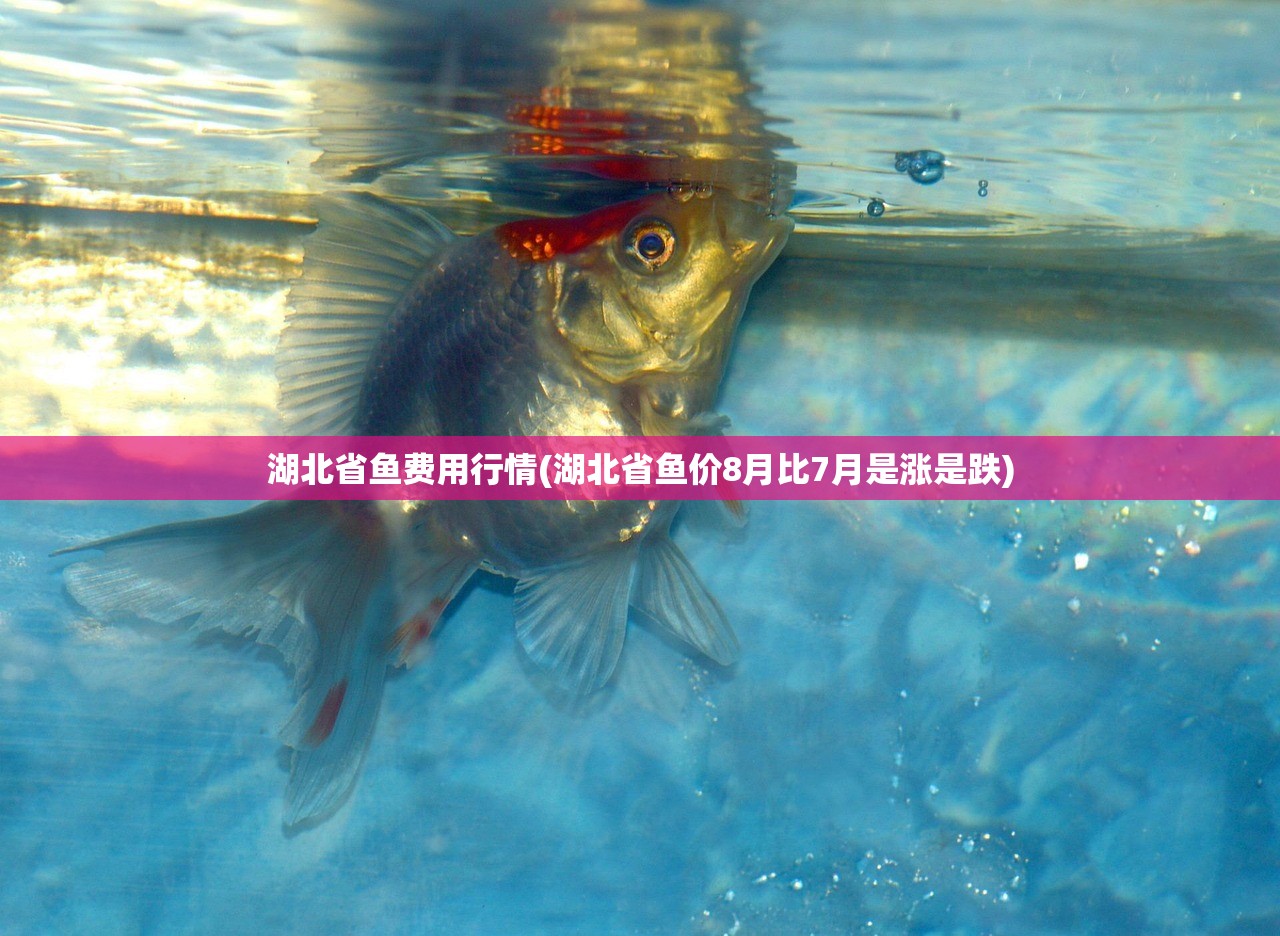 湖北省鱼费用行情(湖北省鱼价8月比7月是涨是跌)