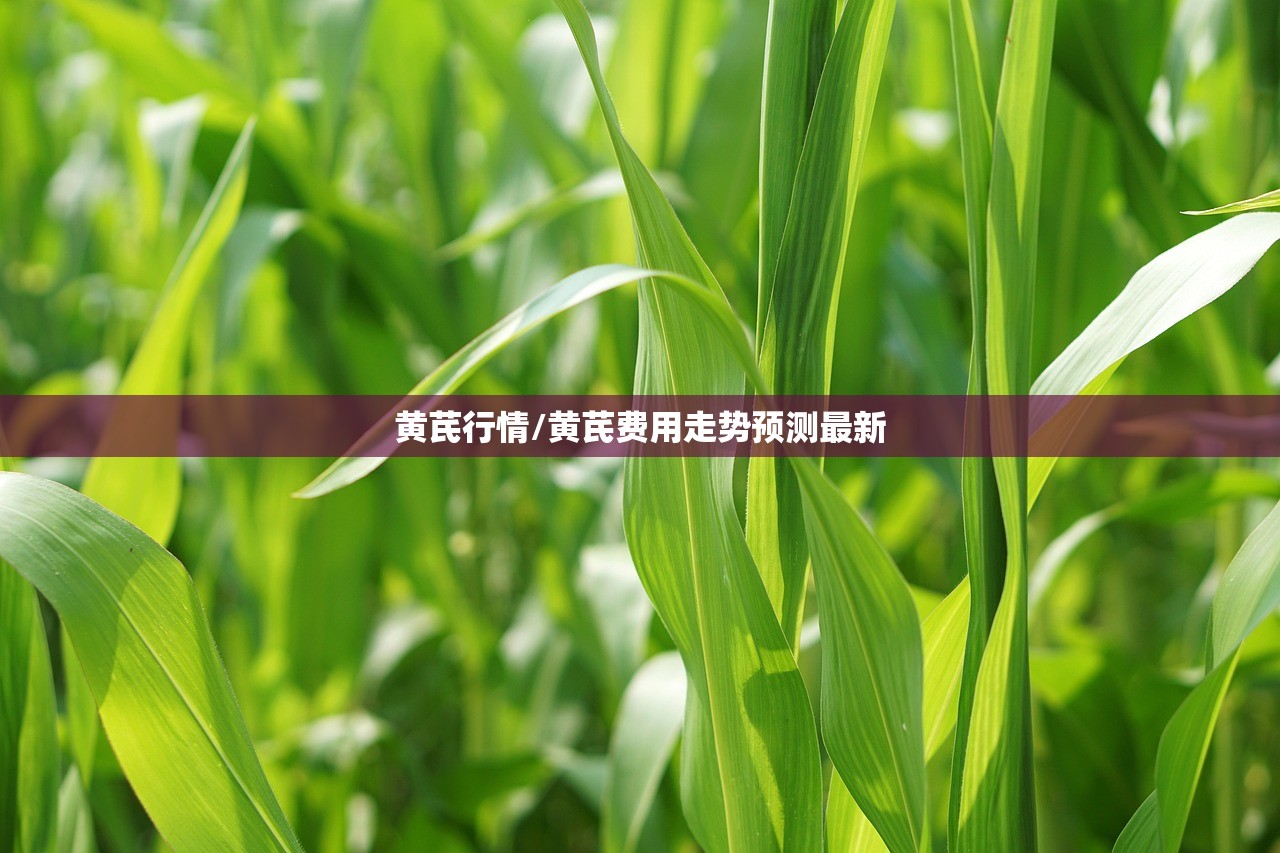 黄芪行情/黄芪费用走势预测最新