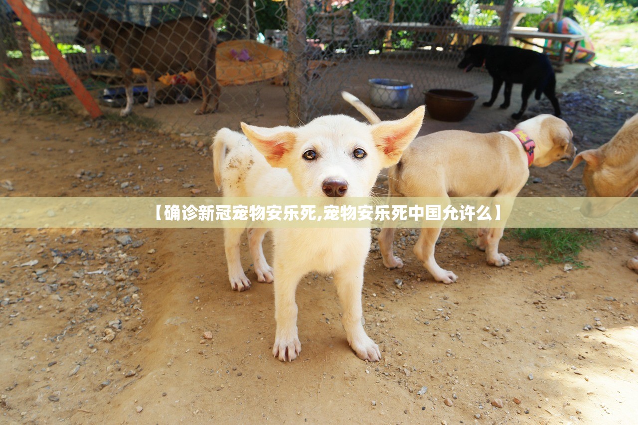【确诊新冠宠物安乐死,宠物安乐死中国允许么】